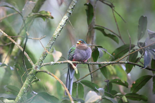 Birds In Nyungwe Forest